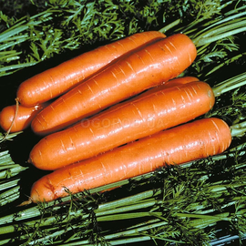 Семена моркови «Королева осени», ТМ OGOROD - 2 грамма