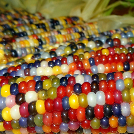 Семена кукурузы декоративной «Мозаика», ТМ OGOROD - 500 семян