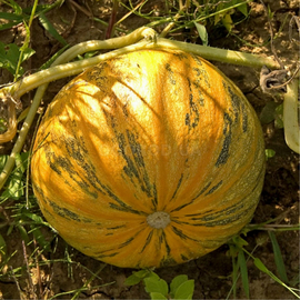 Семена тыквы «Мозолеевская», ТМ OGOROD - 100 семян