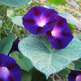 Семена ипомеи «Пурпурная звезда», ТМ OGOROD - 1 грамм
