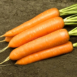 Семена моркови «Монанта», ТМ Rijk Zwaan (Голландия) - 1 грамм