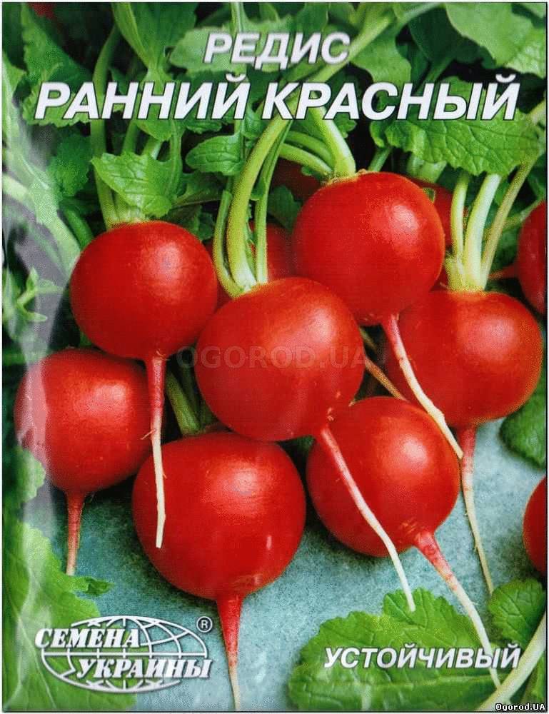 Высокоурожайный сорт лука Высокоурожайный сорт лука