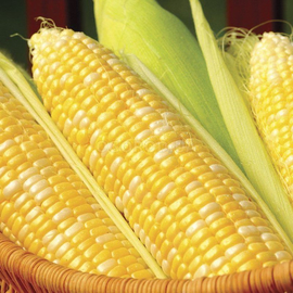 Семена кукурузы «Кукс Делайт», ТМ OGOROD - 100 грамм