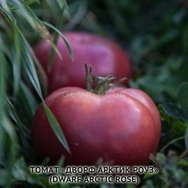 Семена томата «Dwarf Arctic Rоsе» (Дворф арктик роуз), серия «От автора» - 10 семян