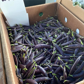 Семена гороха «Purple Blauwschokker», ТМ OGOROD - 100 семян