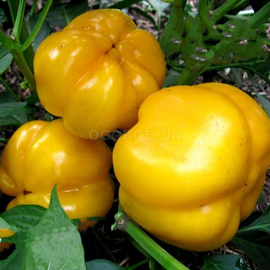 Семена перца сладкого «Ратунда золотая», ТМ OGOROD - 200 семян