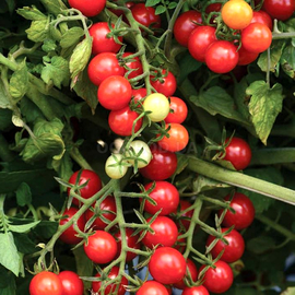 Семена томата «Черри красный» (высокорослый), ТМ OGOROD - 200 семян