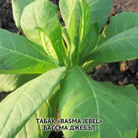 Семена табака «Basma Jebel» (Басма Джебэл), ТМ OGOROD - 3000 семян