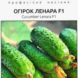 УЦЕНКА - Семена огурца «Ленара» F1, ТМ Rijk Zwaan - 10 семян