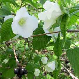 Семена розовика белого / Rhodotypos , ТМ OGOROD - 10 семян