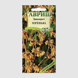 УЦЕНКА - Семена зимоцвета раннего «Зоренька» / Chimonanthus praecox, ТМ «ГАВРИШ» - 3 семечка
