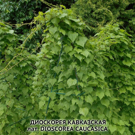 Семена Диоскореи кавказской / Dioscorеa caucasica, ТМ OGOROD - 5 семян