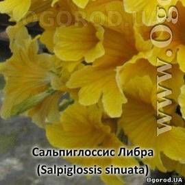 Семена сальпиглоссиса Либра, Yellow, ТМ Kitano Seeds - 5 драже EQP в пробирке