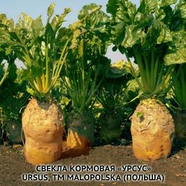 Семена свеклы кормовой «Урсус» / Beta vulgaris var. Ursus, ТМ Malopolska Hodowla Roslin - 1000 грамм