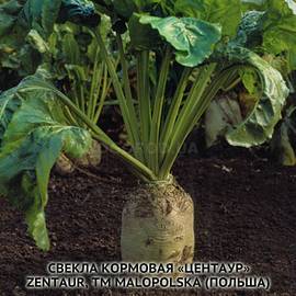 Семена свеклы кормовой «Центаур» / Beta vulgaris var. Zentaur, ТМ Malopolska Hodowla Roslin - 1000 грамм