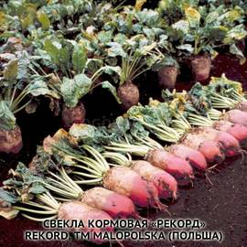 Семена свеклы кормовой «Рекорд» / Beta vulgaris var. Rekord, ТМ Malopolska Hodowla Roslin - 1000 грамм