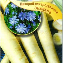 Семена цикория «Знахарь» (лекарственный) / Cichorium intybus, ТМ «ГАВРИШ» - 0,1 грамм