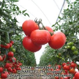 Семена томата «Минарет» F1 / Minaret F1, ТМ Syngenta - 5 семян