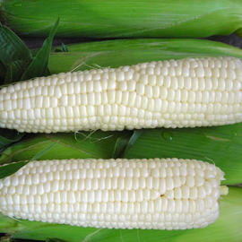 Семена кукурузы сахарной «Андреевская» F1 («Белый кролик» F1), ТМ «МНАГОР» - 10 семян
