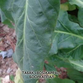 Семена табака «Bosikappal», ТМ OGOROD - 3000 семян