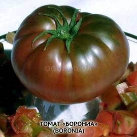 Семена томата «Boronia» (Борония), серия «От автора» - 10 семян