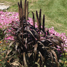 Семена пеннисетума(проса) африканского «Пурпурный Барон» / Pennisetum, ТМ OGOROD - 50 семян