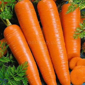 УЦЕНКА - Семена моркови столовой «Вита Лонга» / Vita Longa, ТМ Bejo Zaden - 1 грамм