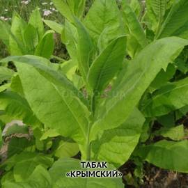 Семена табака «Крымский», ТМ OGOROD - 300 семян