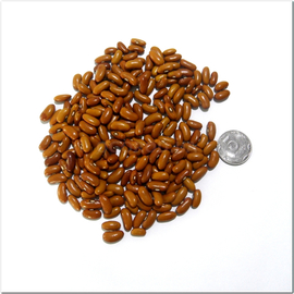 Семена фасоли «Дар», ТМ OGOROD - 10 грамм