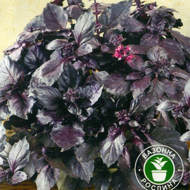 Семена базилика «Комнатный фиолетовый», ТМ «СЕМЕНА УКРАИНЫ» - 0,25 грамм