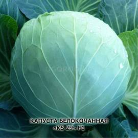 Семена капусты белокочанной «KS 29» F1, ТМ Kitano - 10 семян