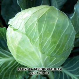 Семена капусты белокочанной «KS 179» F1, ТМ Kitano - 10 семян