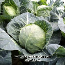 Семена капусты белокочанной «KS 412» F1, ТМ Kitano - 100 семян