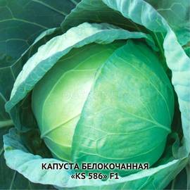 Семена капусты белокочанной «KS 586» F1, ТМ Kitano - 100 семян