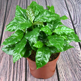 Семена кофейного дерева / Coffea arabica, ТМ «Агропак» - 5 семян