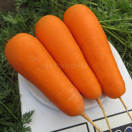Семена моркови «Боливар» F1 / Bolivar F1, ТМ Clause - 3250 семян