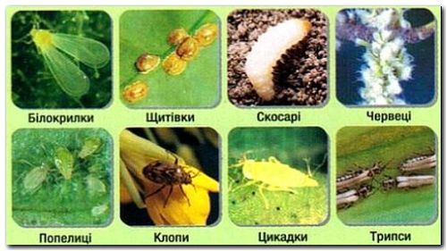 Инсектицид, для защиты растений - Провадо