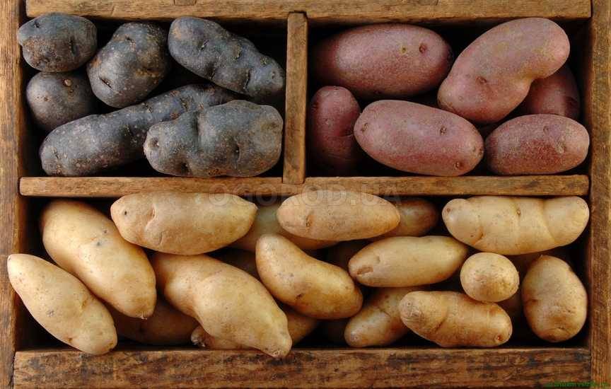 Уборка и хранение картофеля