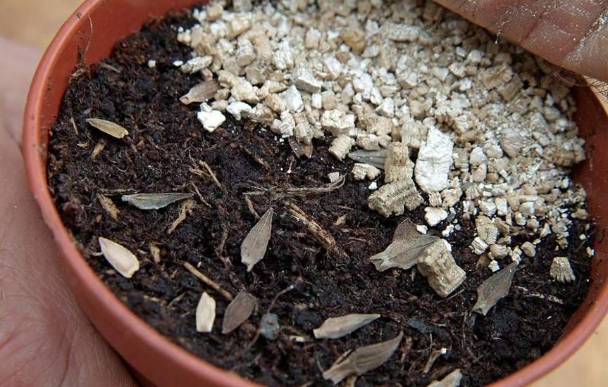 Вермикулит для растений – как применять в дачном хозяйстве?