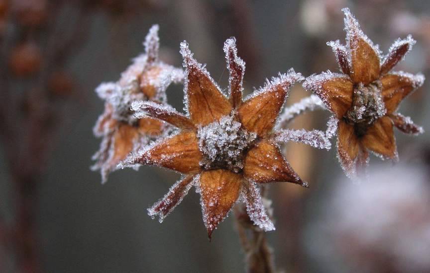 Укрытие растений на зиму – мифы и реальность