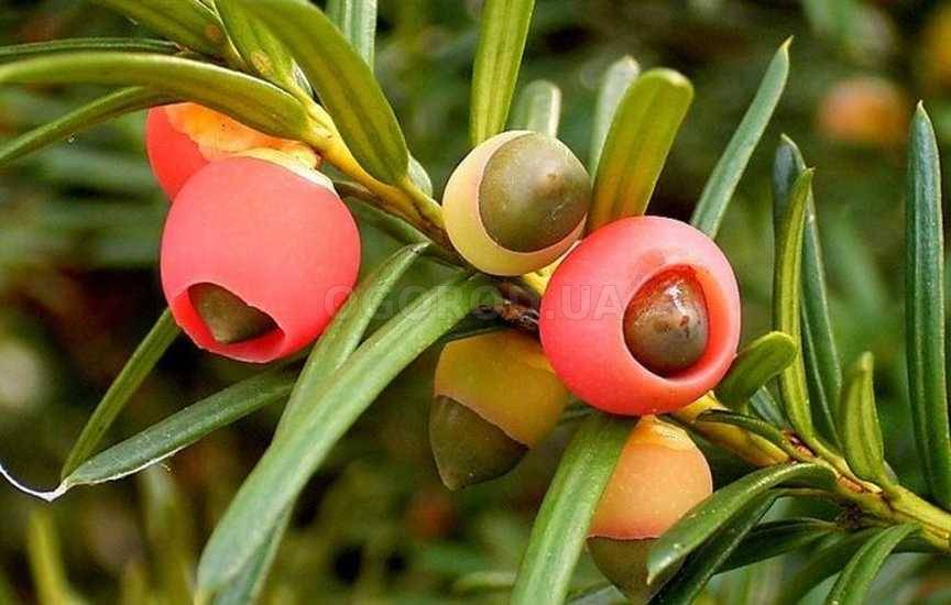 Тис ягодный(Taxus baccata) - реликт в Вашем саду