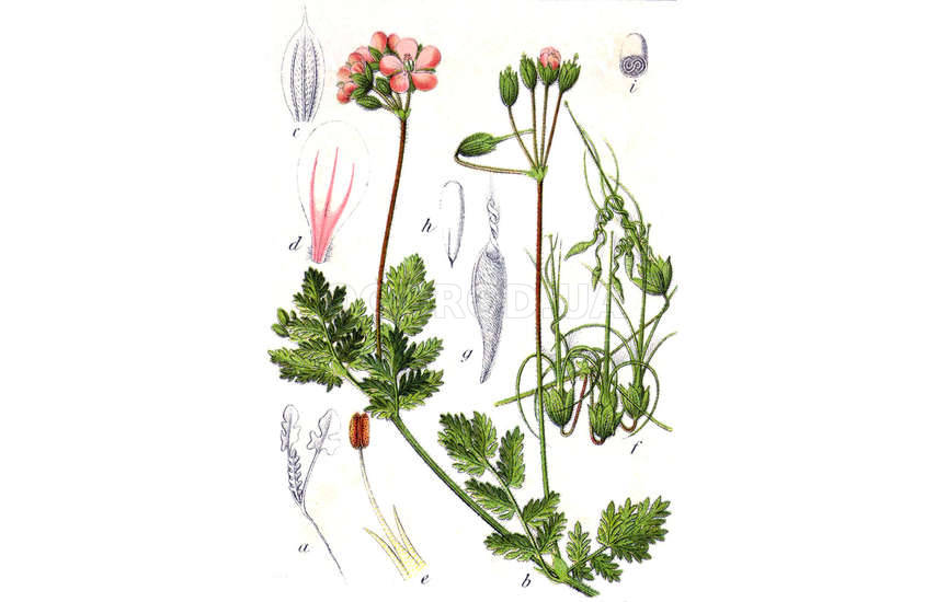 Аистник цикутовый (лат. Erodium cicutarium)