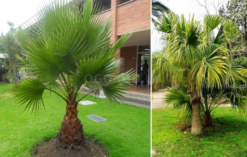 Как вырастить пальму Ливистона в домашних условиях