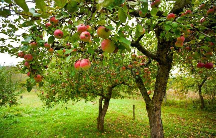 Осенний уход за фруктовыми деревьями