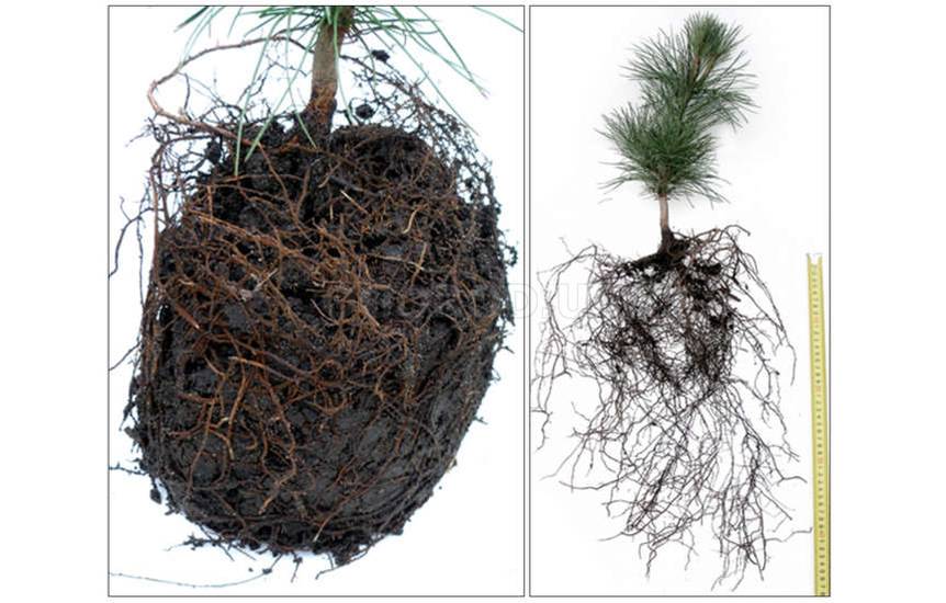Корневая система сосны обыкновенной схема