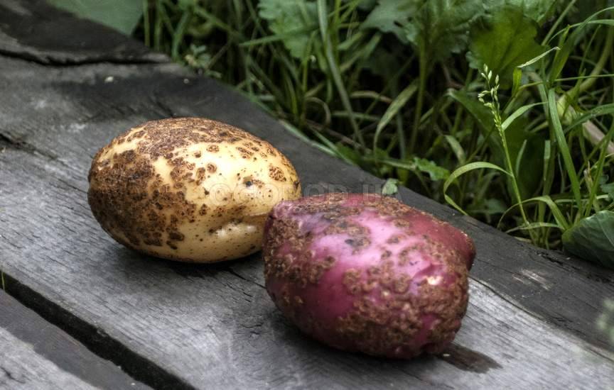 Как уберечь картофель