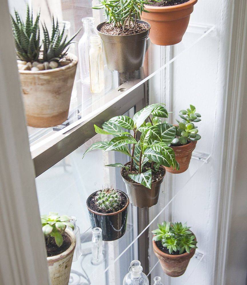 Как разместить побольше комнатных растений на подоконнике