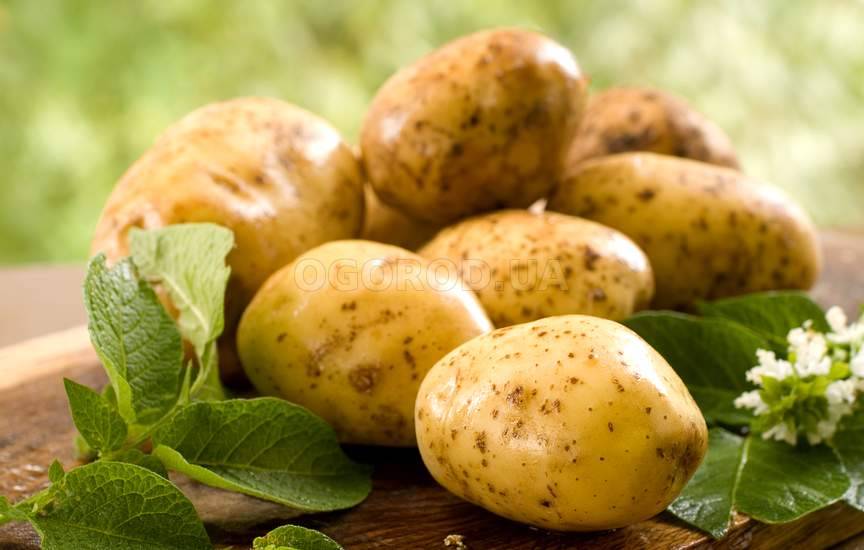 Как уберечь картофель
