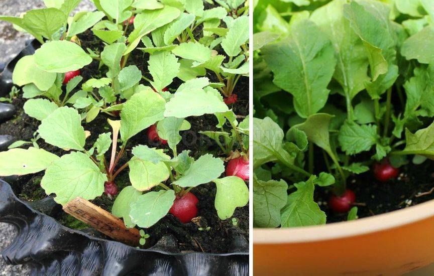 15 растений для выращивания в подвесных кашпо