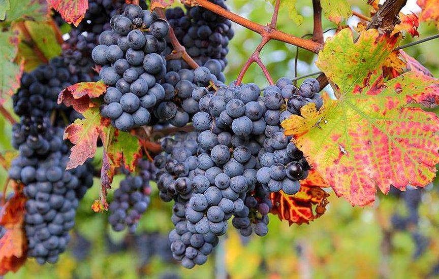 Виноград: как ухаживать с весны до поздней осени
